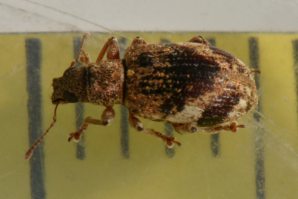 Polydrusus sparsus, Curculionidae